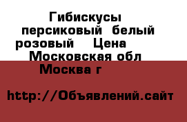 Гибискусы - персиковый, белый, розовый. › Цена ­ 150 - Московская обл., Москва г.  »    